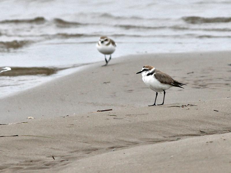 Strandplevier